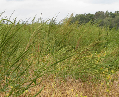 Biology and Management of Palmer Amaranth